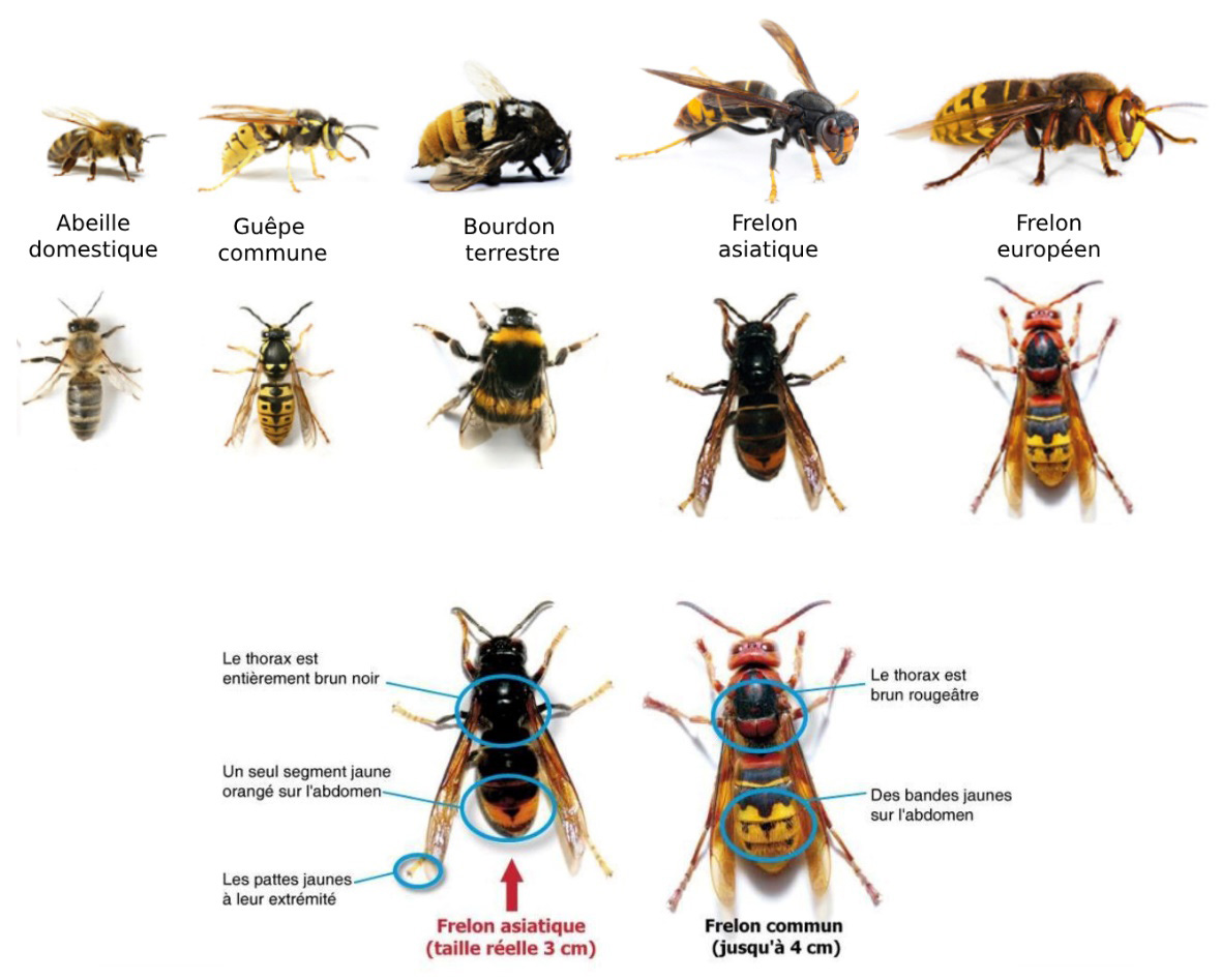 Planche de comparaison des espèces : abeille, guêpe, bourdon, frelon asiatique et frelon européen