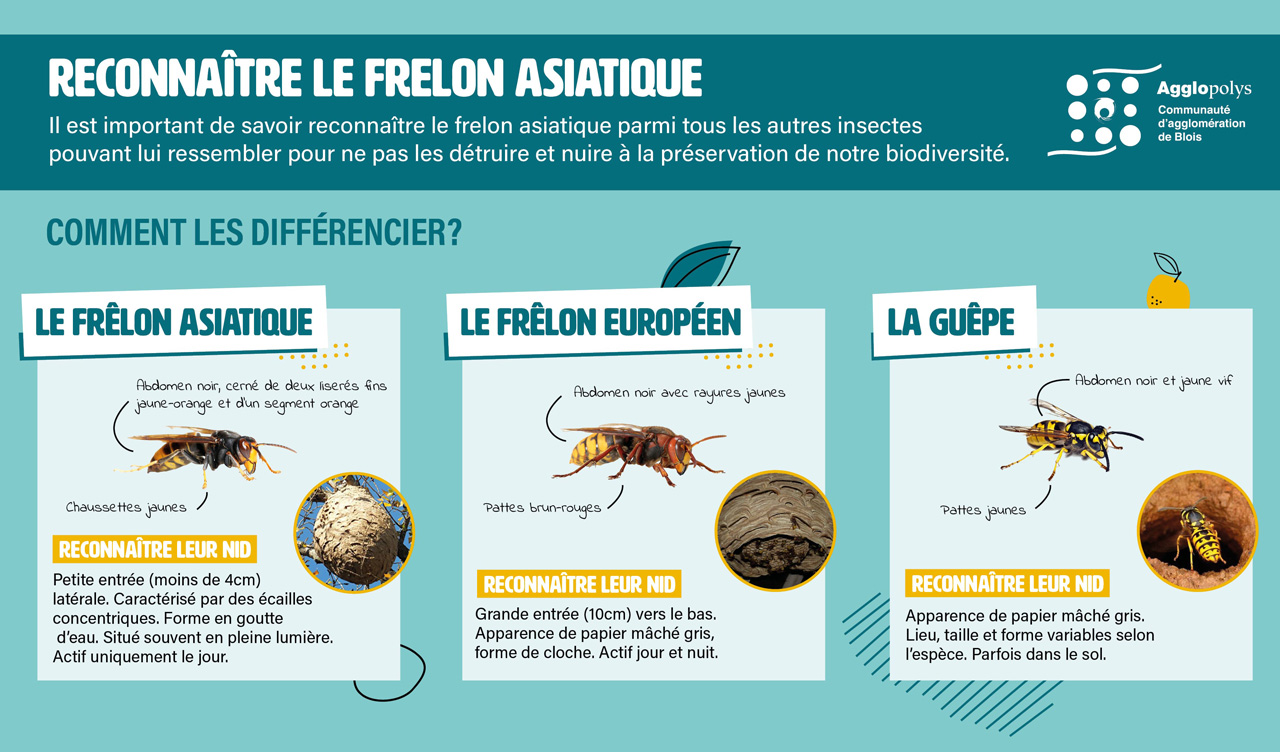 Infographie pour reconnaître le frelon asiatique, le frelon européen et la guêpe